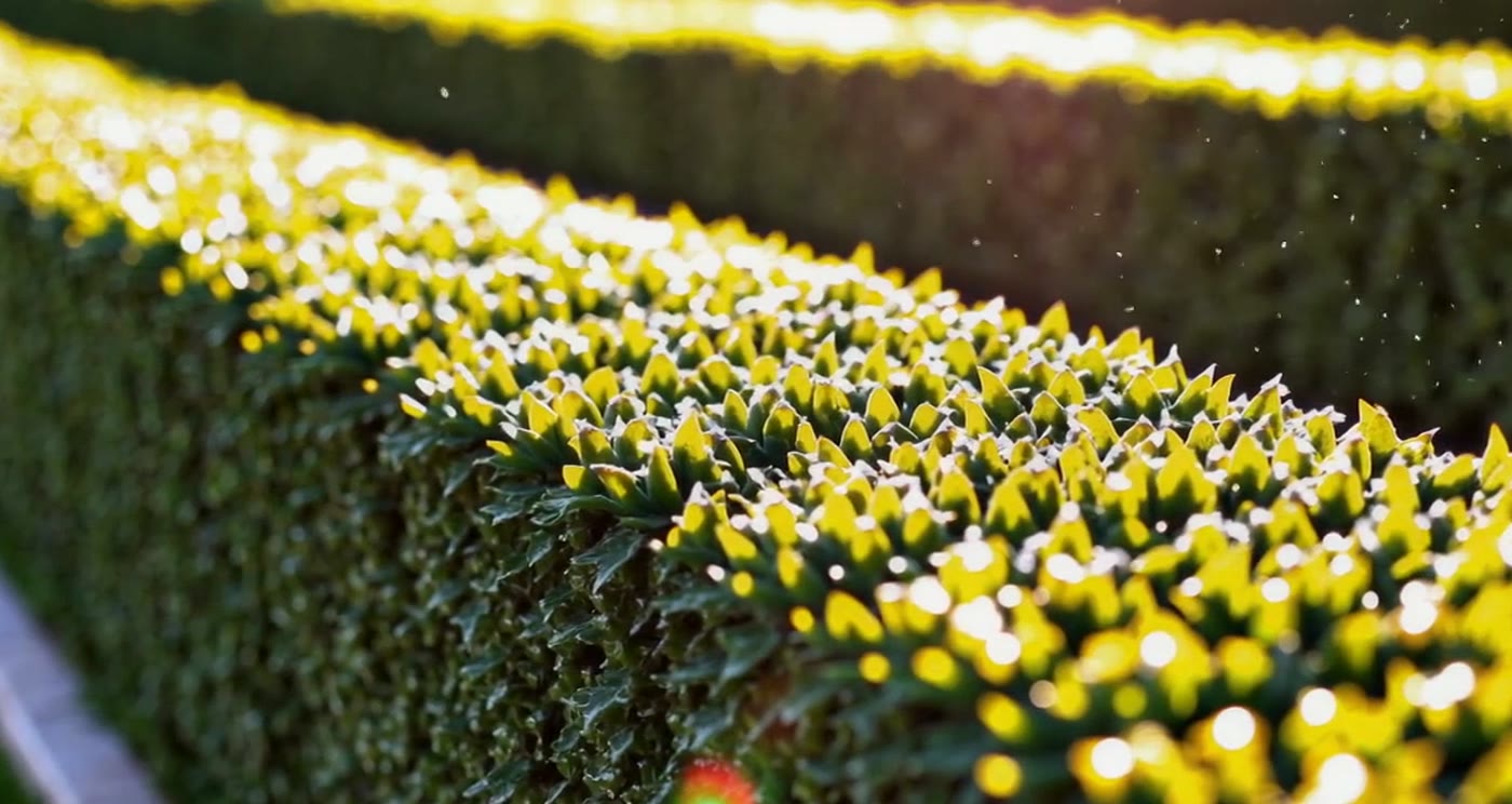 Manicured garden hedges in Brighton and Sussex